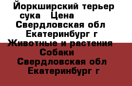 Йоркширский терьер сука › Цена ­ 8 000 - Свердловская обл., Екатеринбург г. Животные и растения » Собаки   . Свердловская обл.,Екатеринбург г.